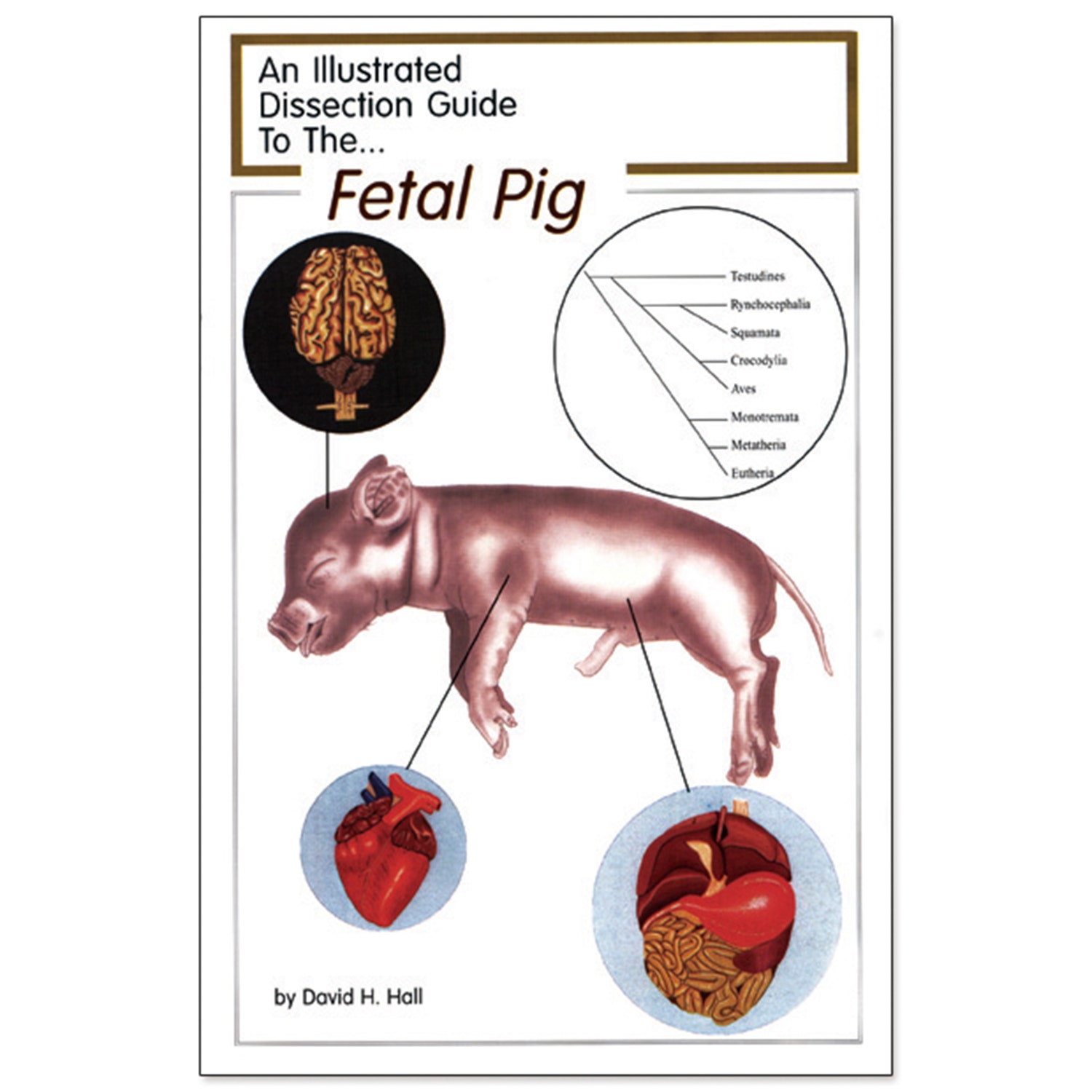 SB42373-An Illustrated Dissection Guide to the Fetal Pig