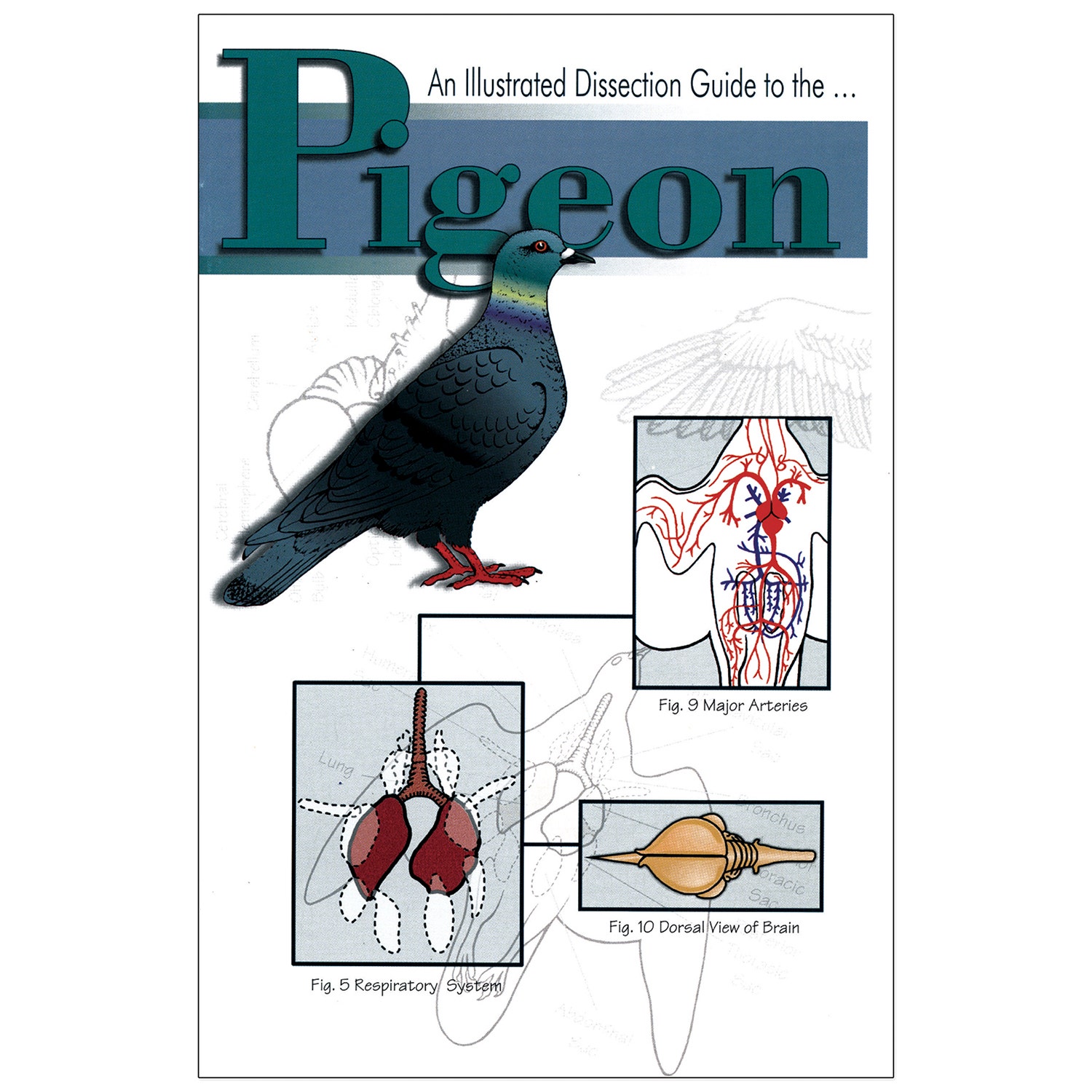 SB42374-An Illustrated Dissection Guide to the Pigeon