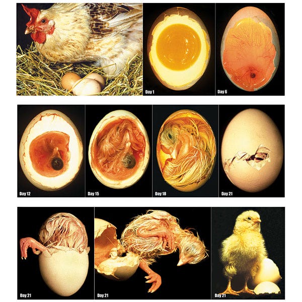 SB42872-Nasco Chicken Embryology Poster Set