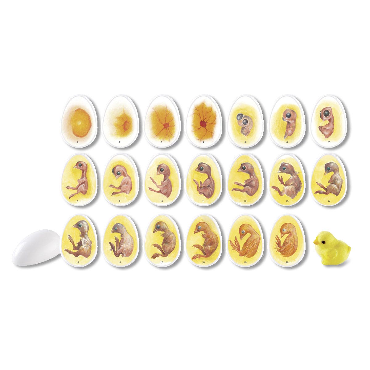 SB45779-Chick Life Cycle