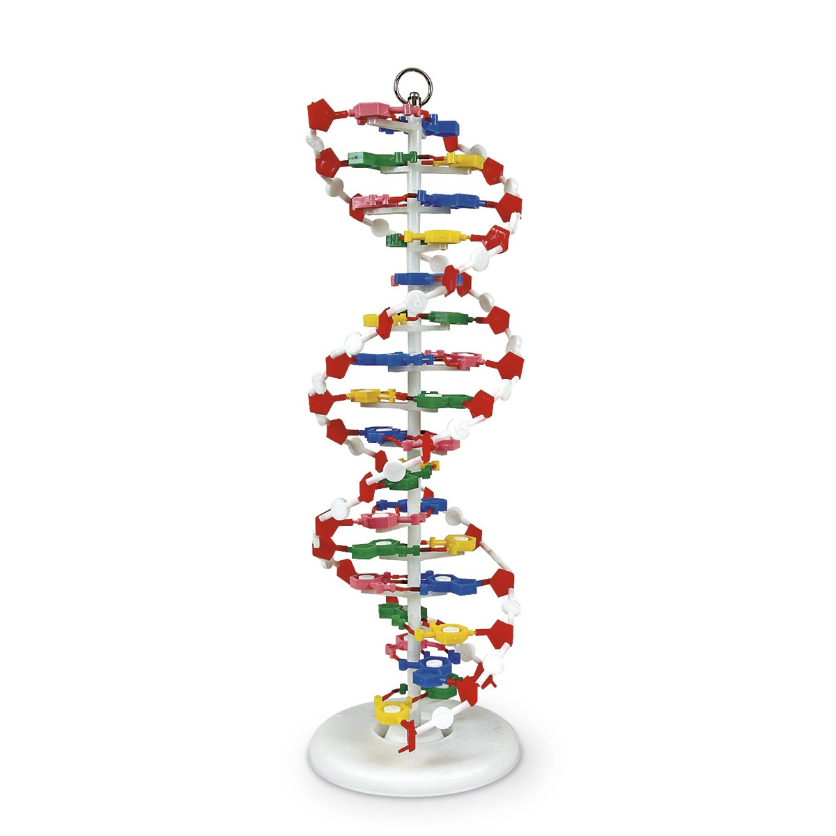 SB45825-DNA Model - 24-in. H