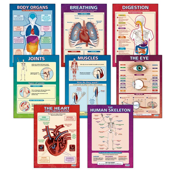 SB46246-Elementary Anatomy Posters - 33 in. x 23-1/2 in. - Set of 8