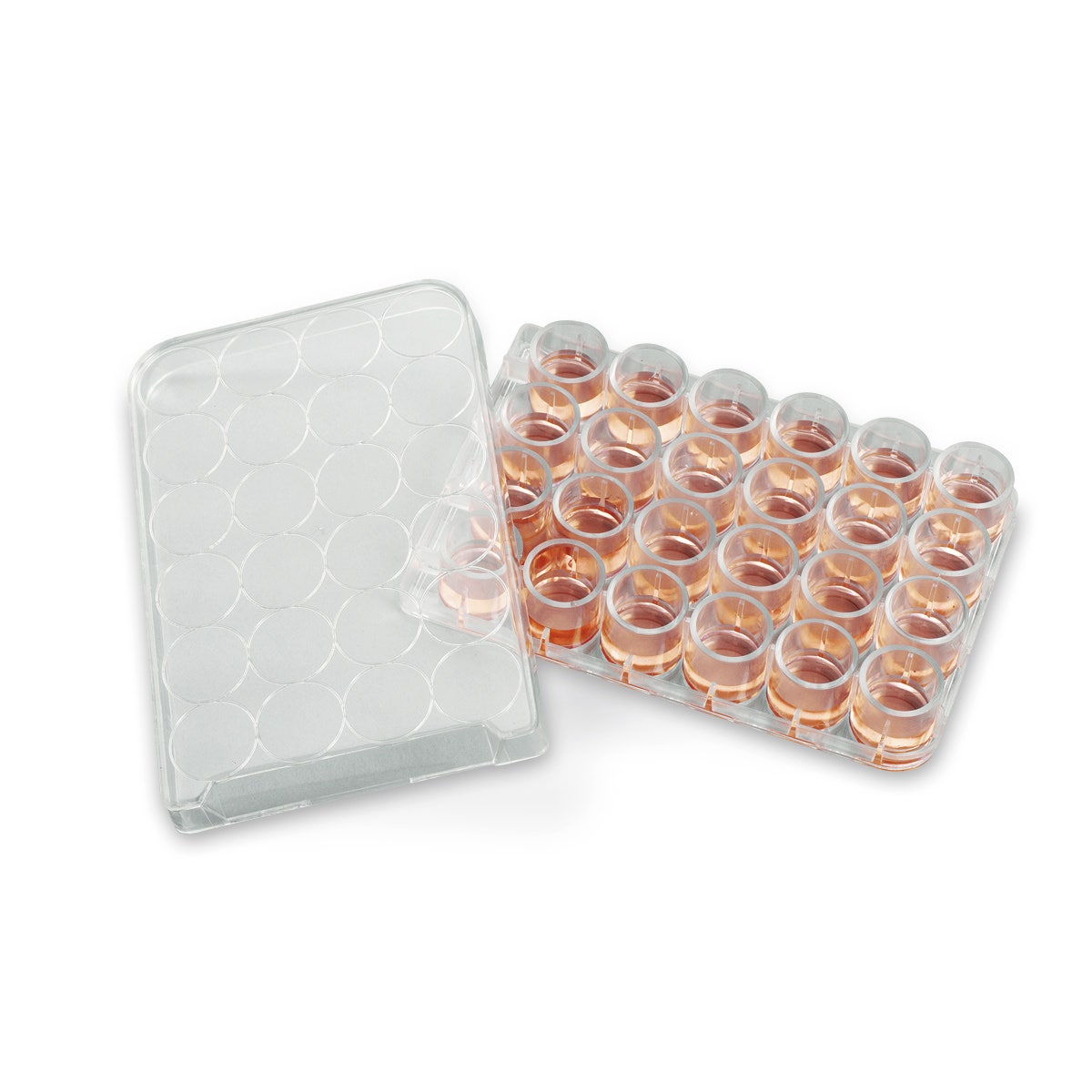 SB47053-Well Plate