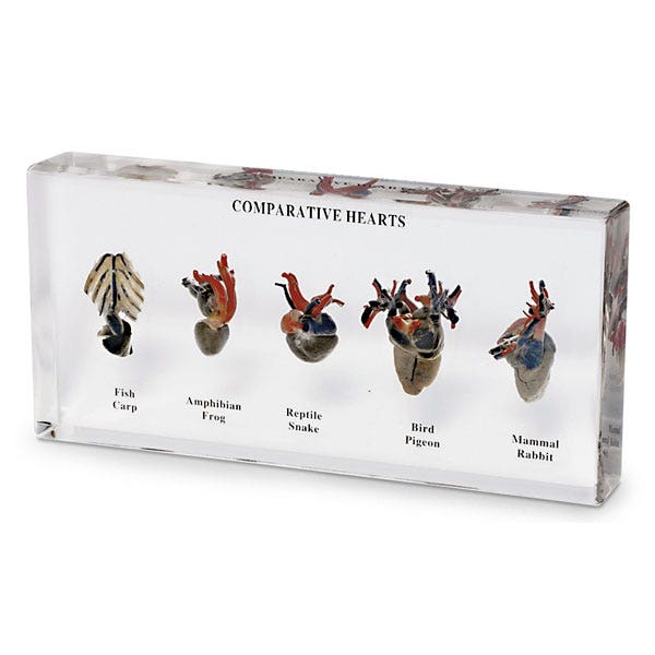 SB47290-Comparative Hearts Display