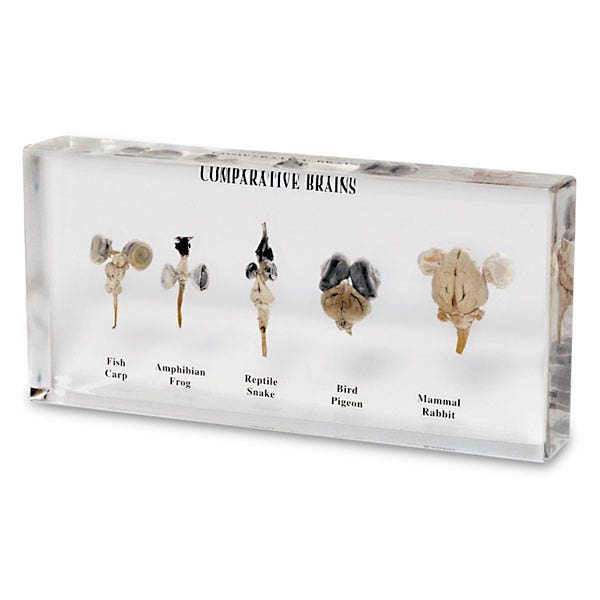 SB47291-Comparative Brains Display