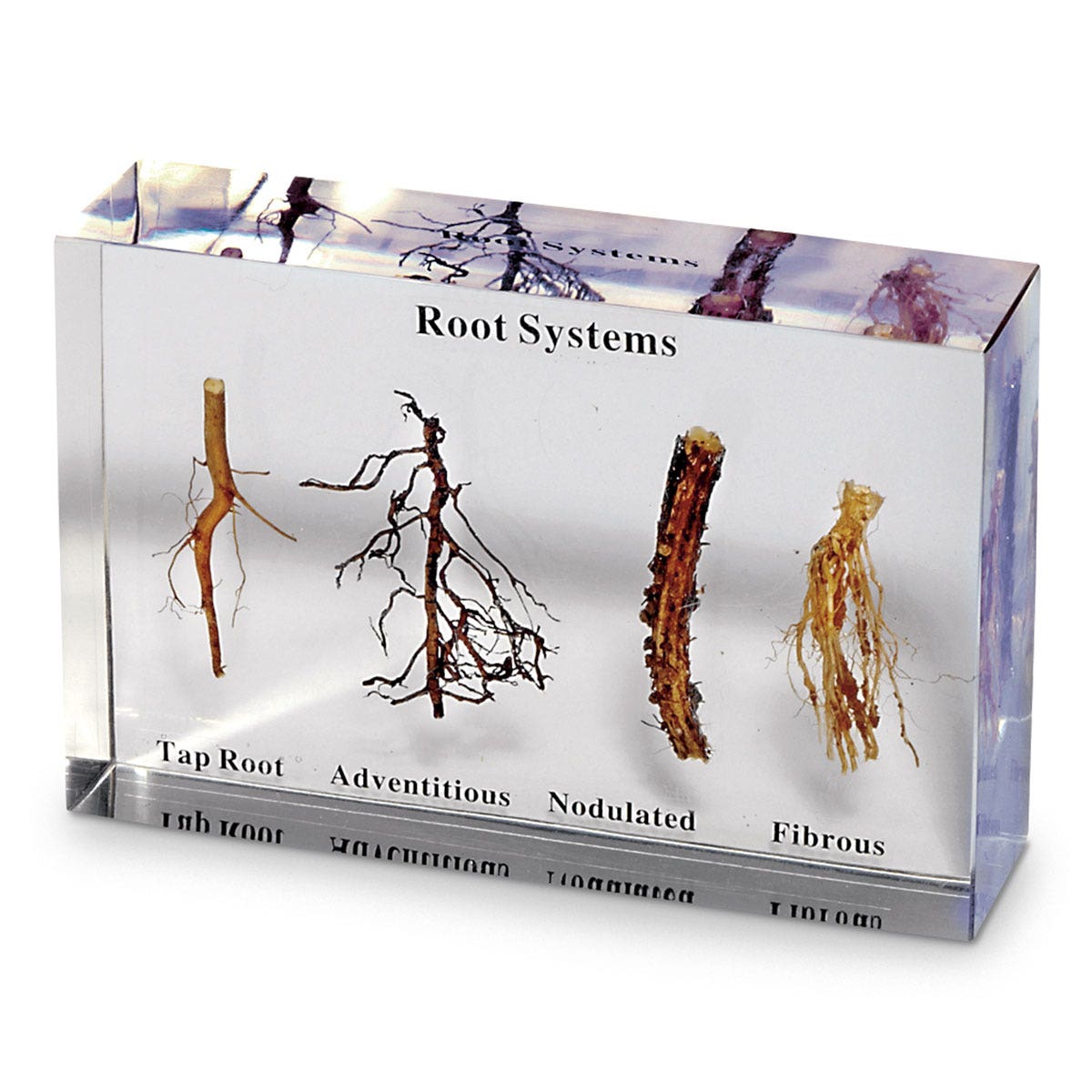 SB47292-Root Systems Display
