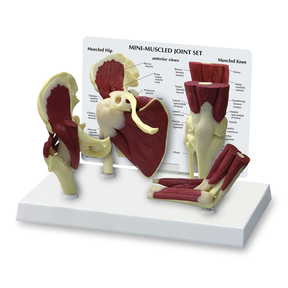 SB47324-Mini-Muscled Joint Set