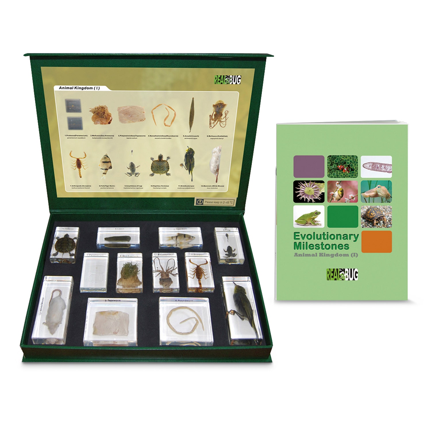 SB47475-Animal Kingdom 12-Piece Mount Set