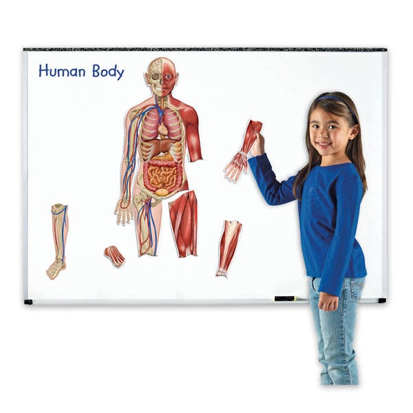 SB47571-Magnetic Human Body - 17 Pieces