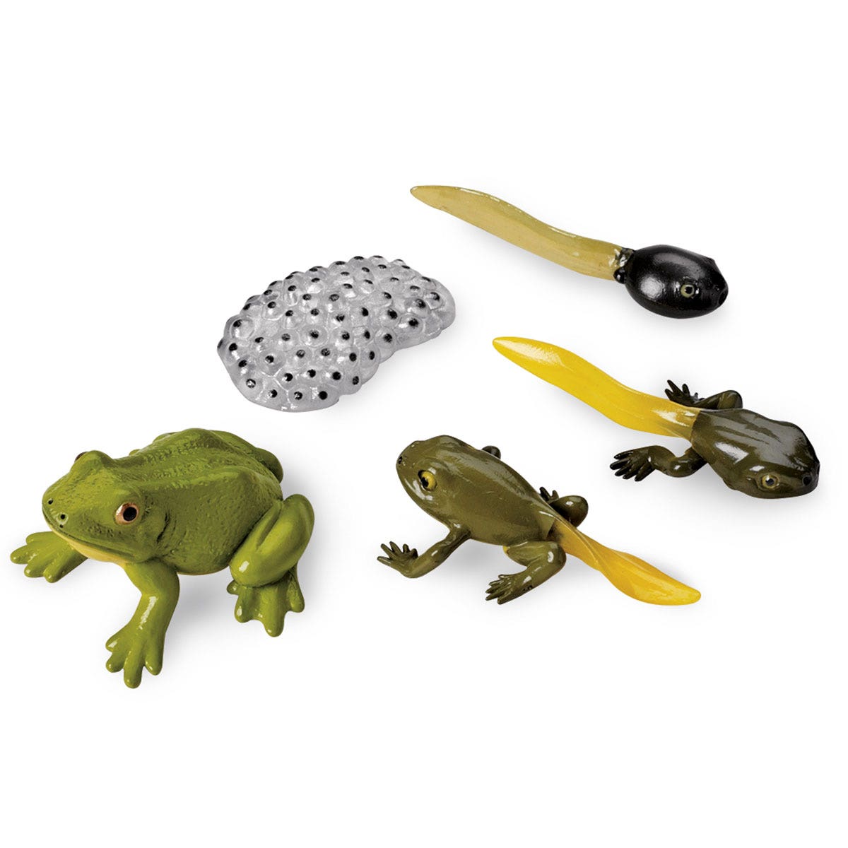 SB47656-Incredible Creatures® Set - Life Cycle of a Frog