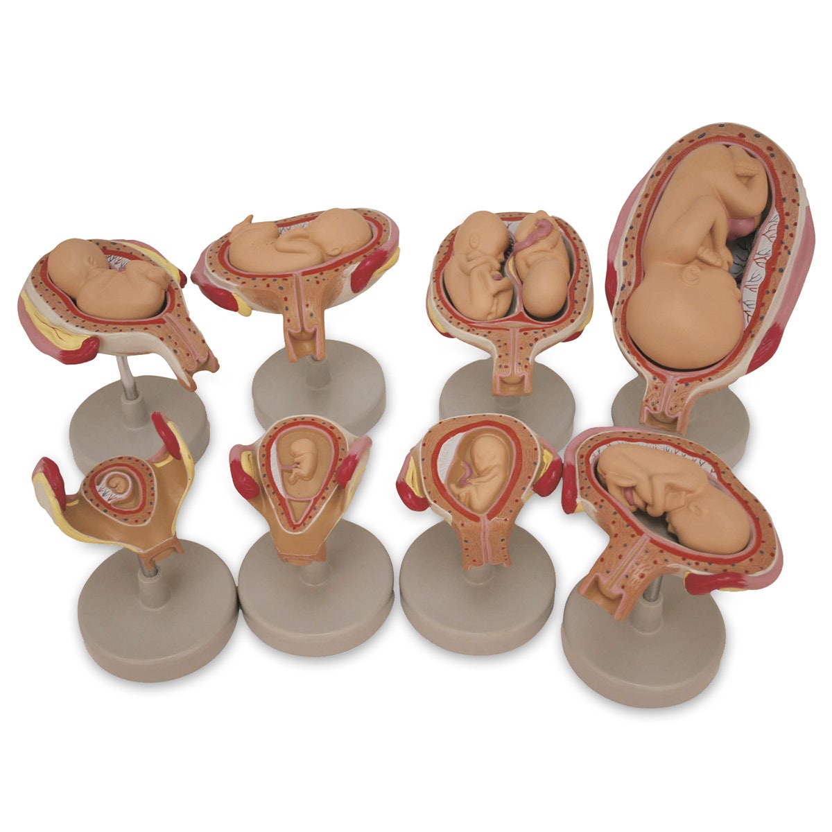SB47759-Fetus Development Set