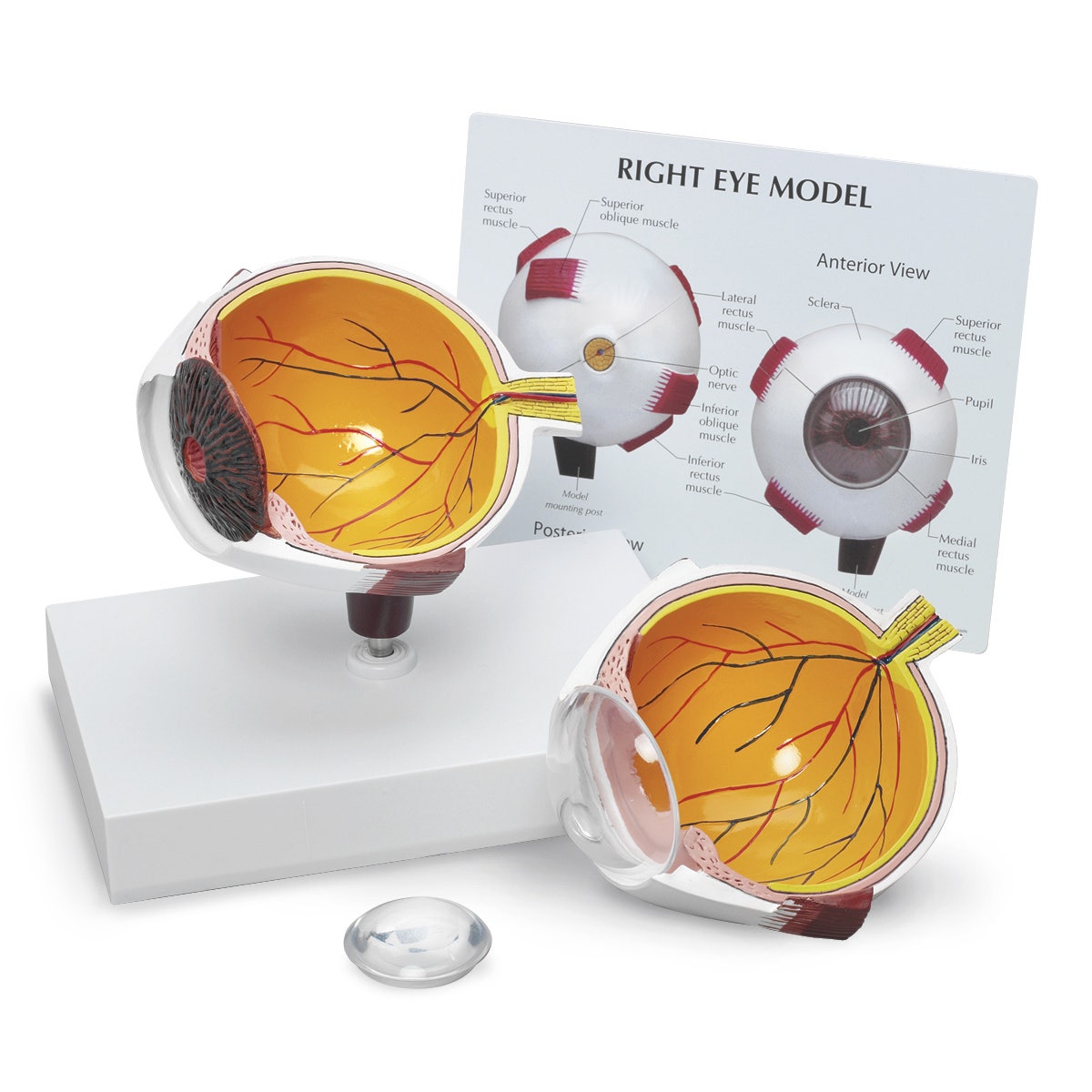 SB48129-Full Eye Model