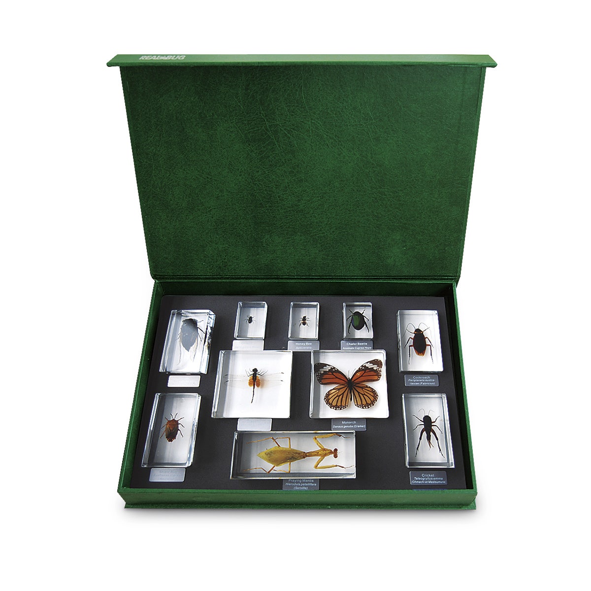SB48191-Insect Specimen Blocks - Insect Orders
