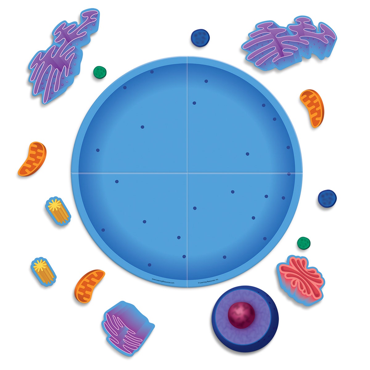 SB48210-Magnetic Animal Cell Model
