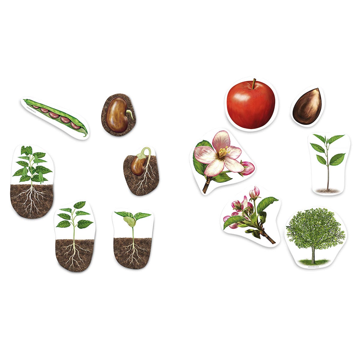 SB48212-Learning Resources® Giant Magnetic Plant Life Cycle Set - 12 Pieces