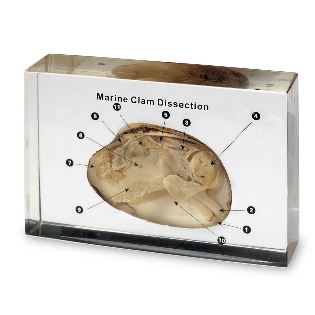 SB48348-Marine Clam Dissection