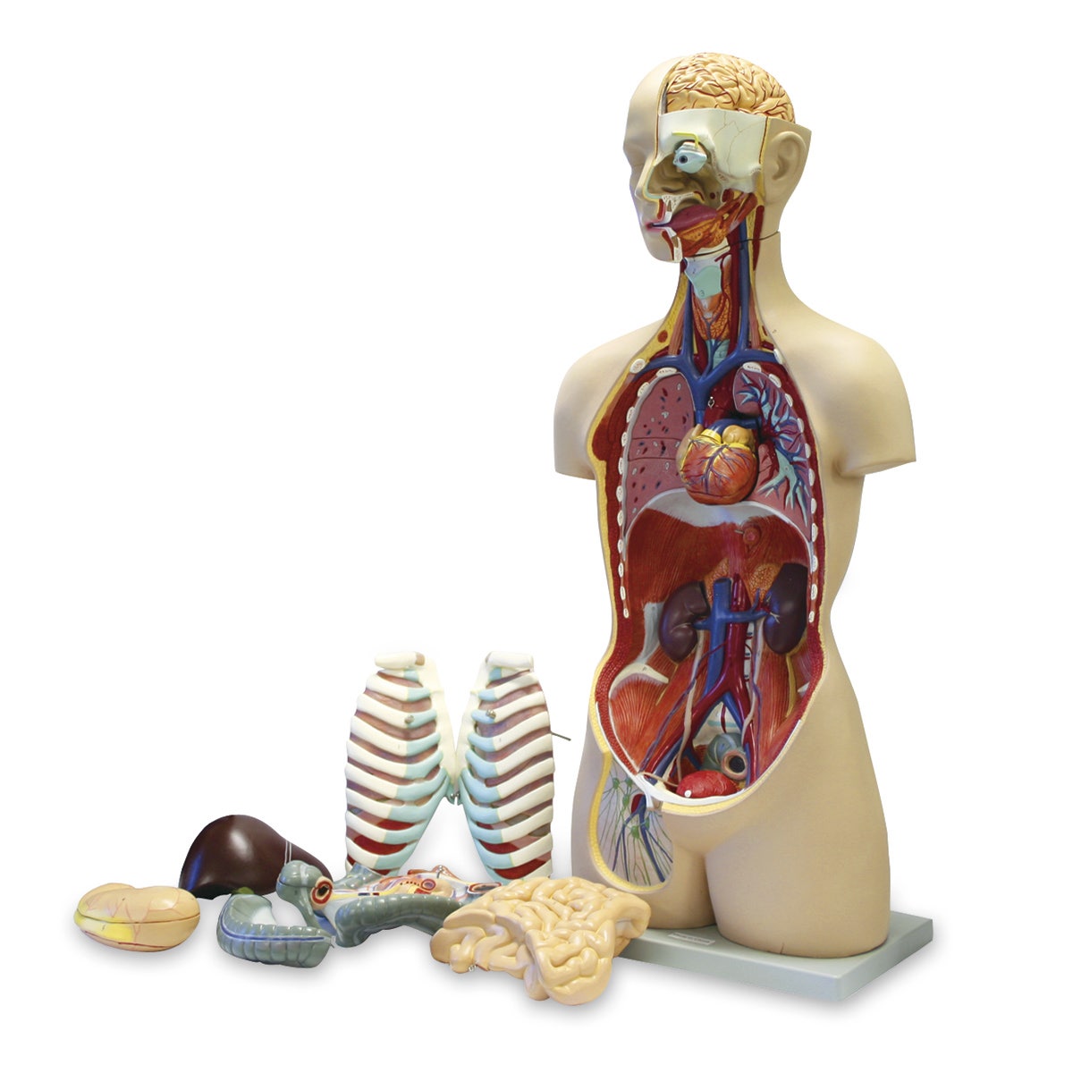 SB48432-Economy Sexless Human Torso with Open Back