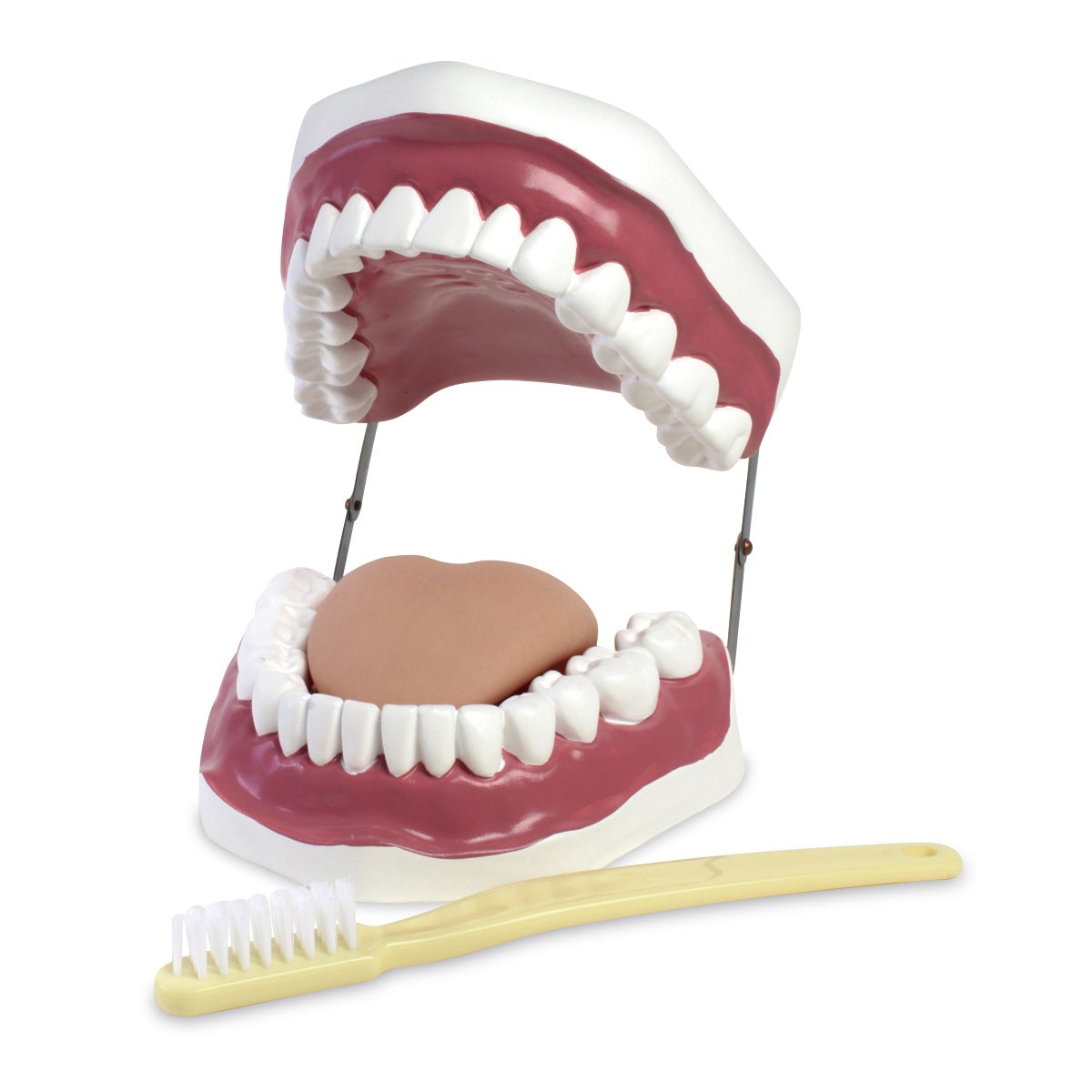 SB48601-Oral Hygiene Model - 6-1/2 in. x 7-1/2 in. x 4 in.