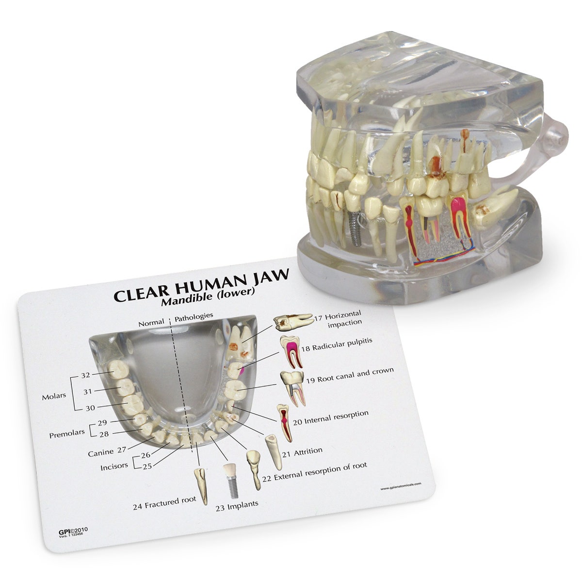 SB48717-Clear Human Jaw with Teeth