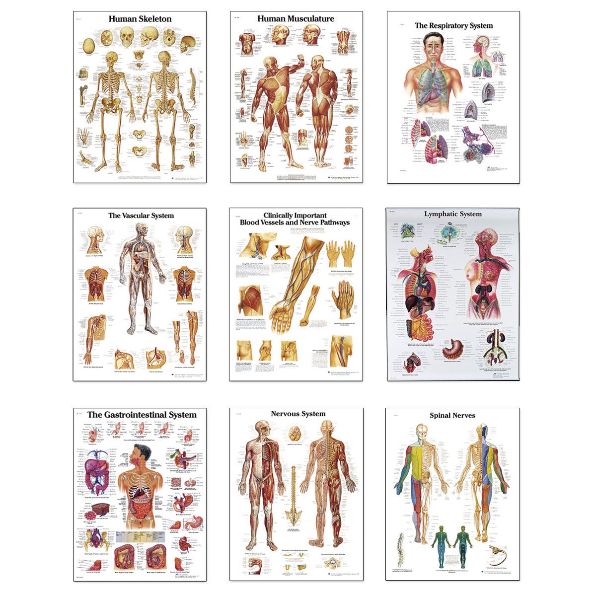 SB48741-3B Scientific® Anatomical Charts - Complete Set of 9