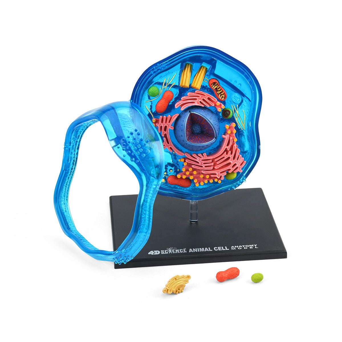 X0000SB49141-4D Science Cell Model