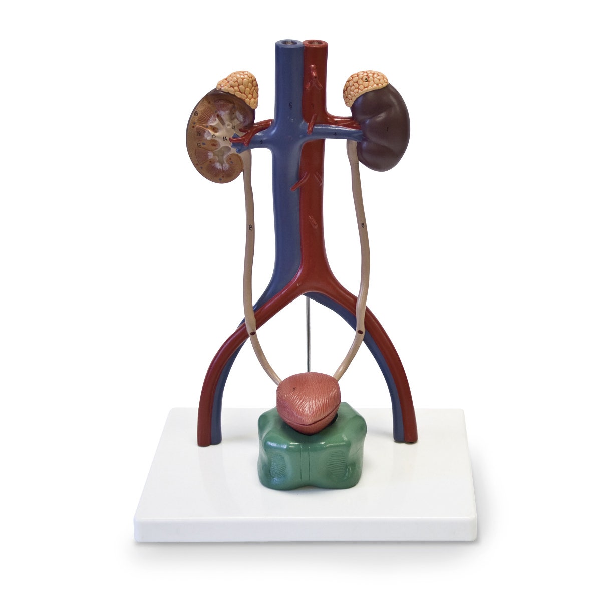 SB49200-Urinary System Model
