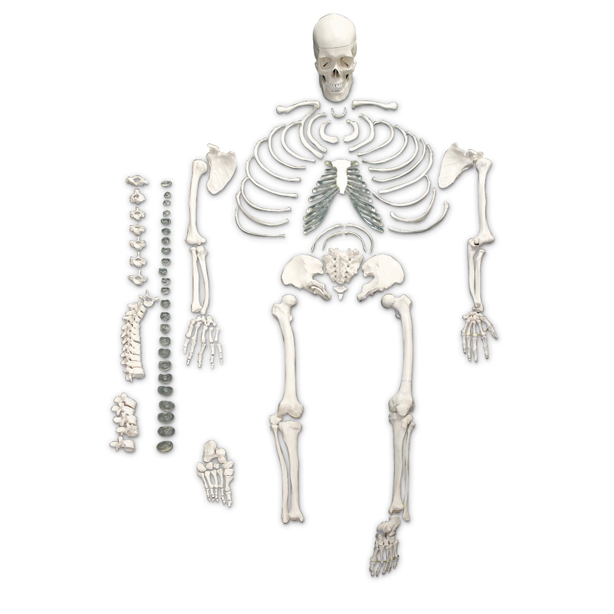 SB49201-Disarticulated Human Skeleton