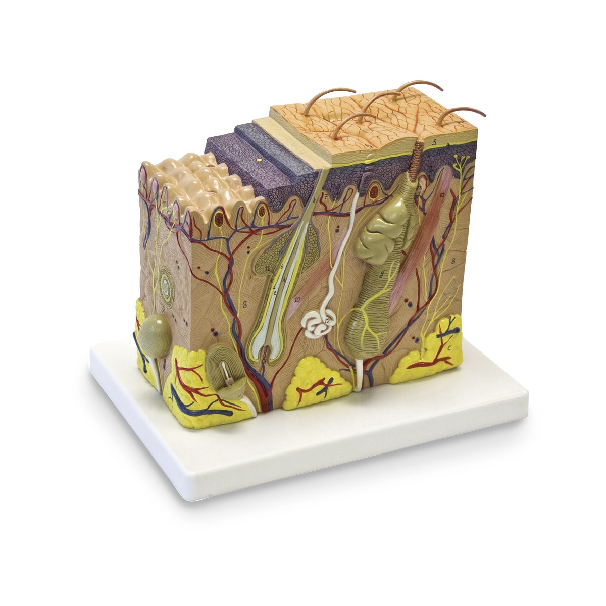 SB49202-Skin Model - 11-1/2 in. x 8-1/2 in. x 10 in.