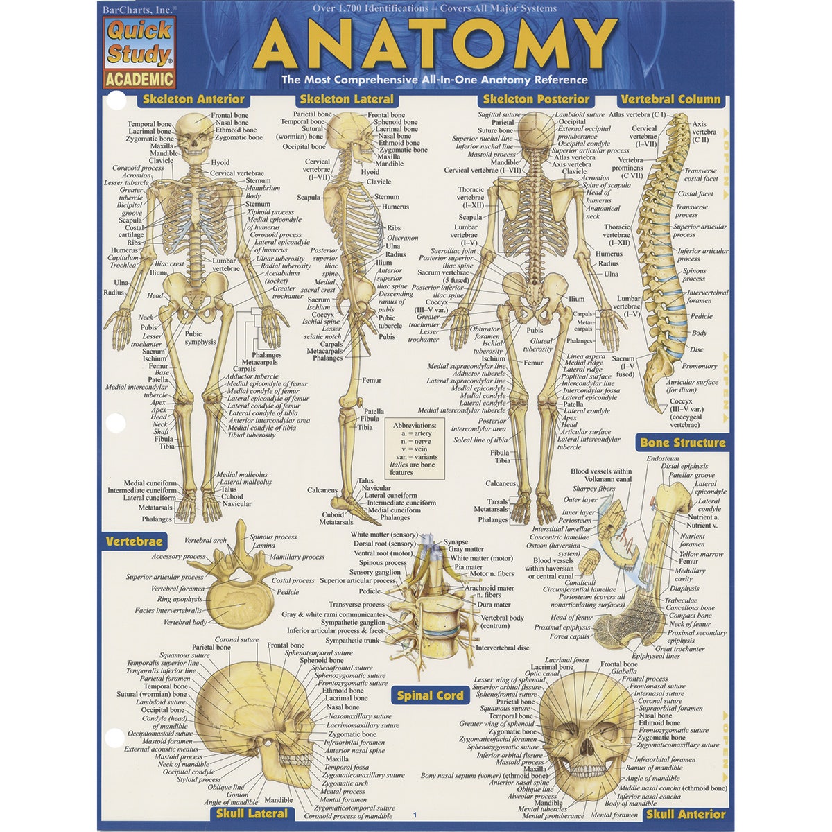SB50334-QuickStudy® Anatomy I Guide - 8-1/2 in. x 11 in.