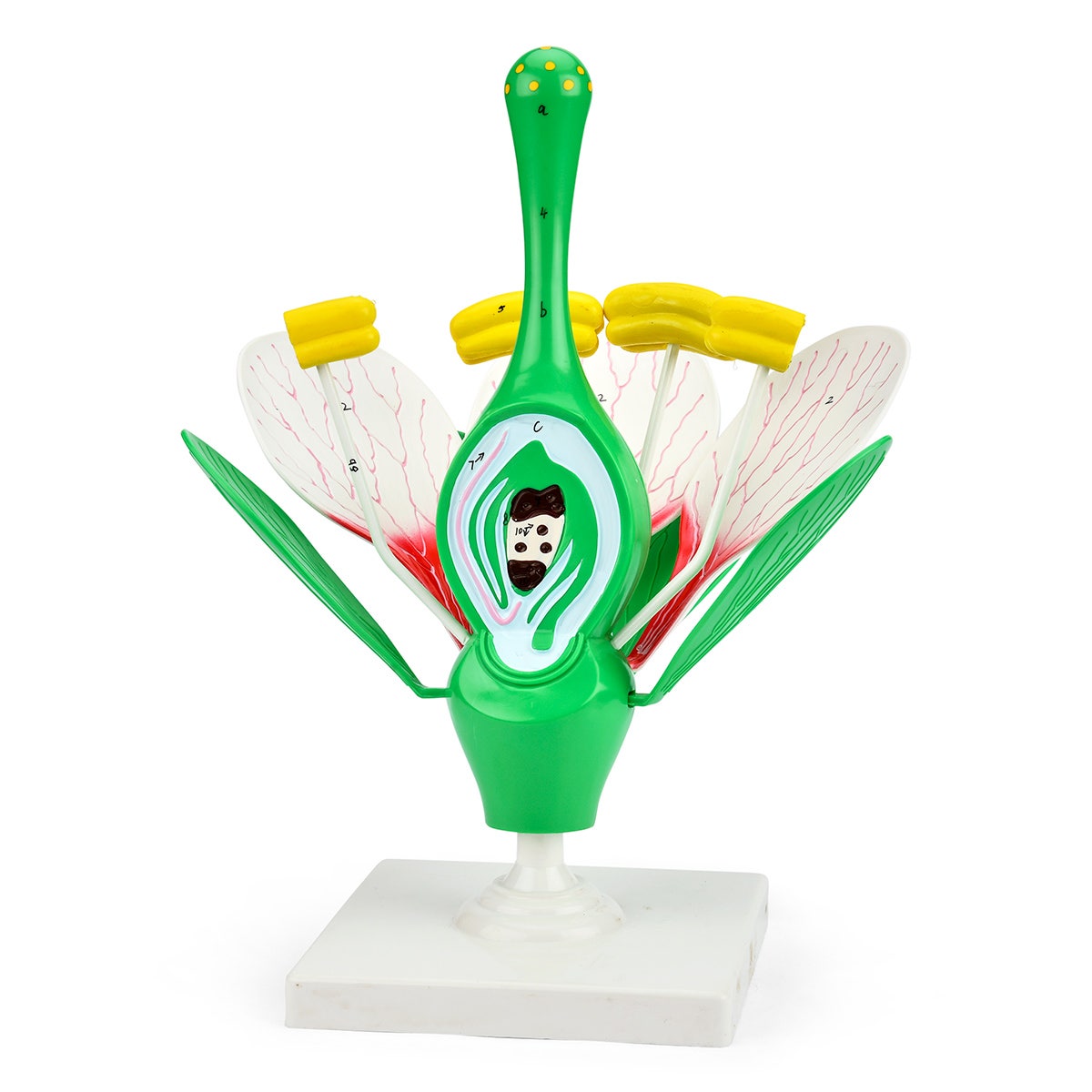 SB50602-Dicot Flower Model