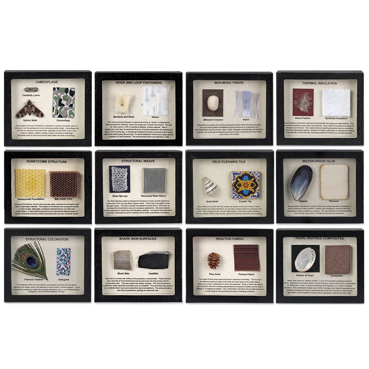 SB50607-Biomimicry: Technology Inspired by Nature - Set of 12 Mounts