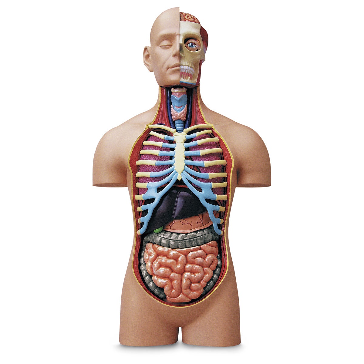 SB50772-4D Human™ Deluxe Torso Model - 15 in.