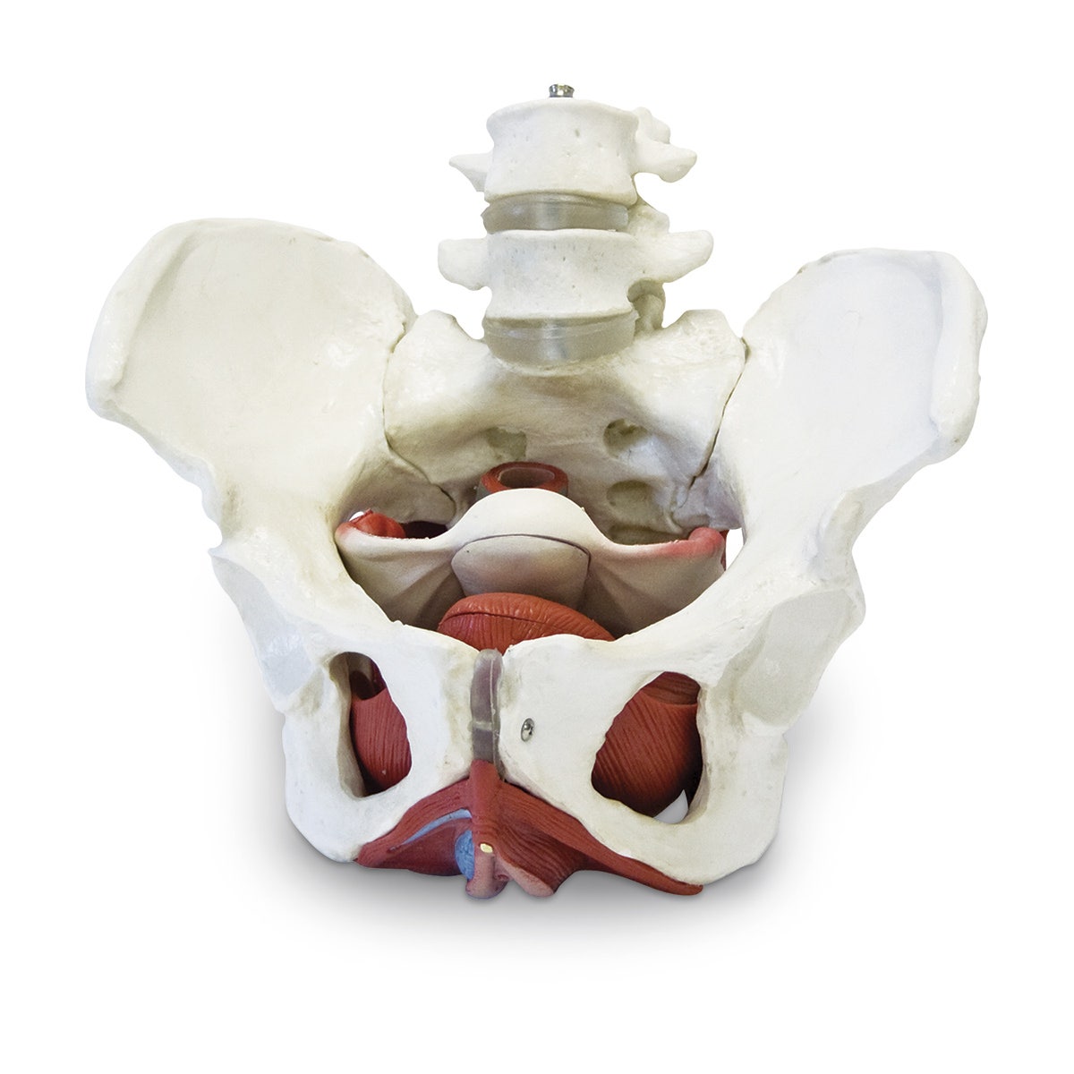 SB50955-Female Pelvic Skeleton with Organs