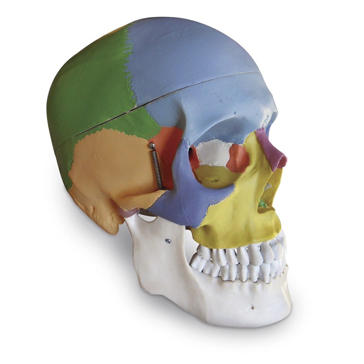 SB50960-Colored Human Skull