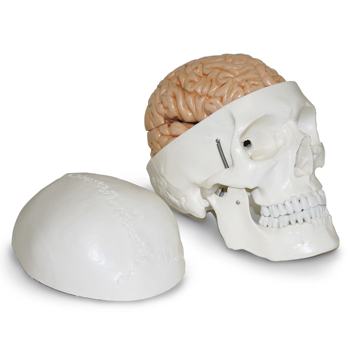 SB51054-Human Skull with Brain Model