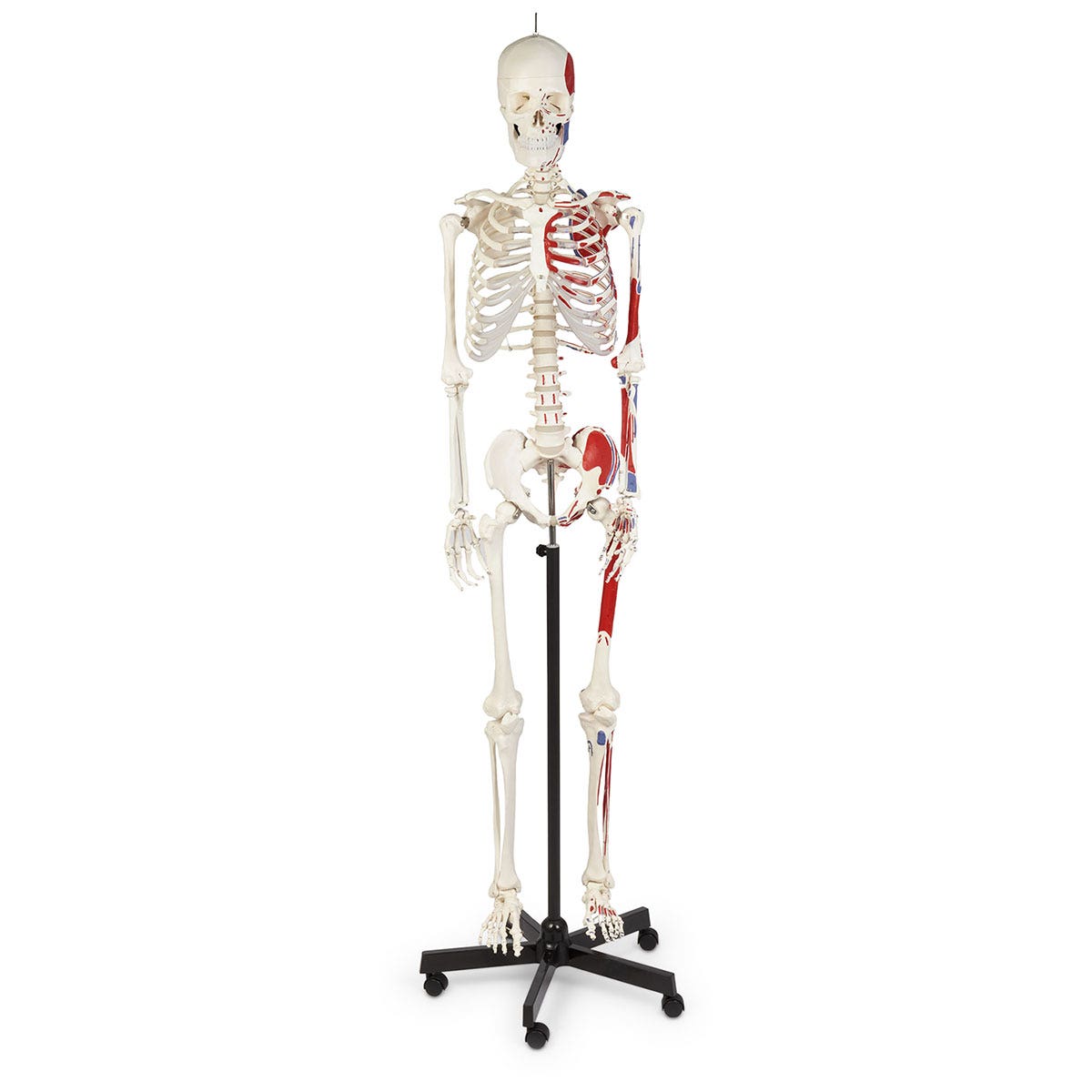 X0000SB51061-Flexible Skeleton with Muscle Insertions - Full or Half Size
