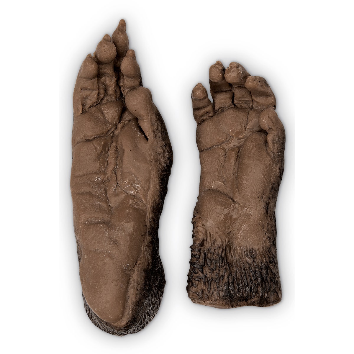 SB51292-Nasco Monkey Paw (Rhesus Macaque Hand) and Foot Replica