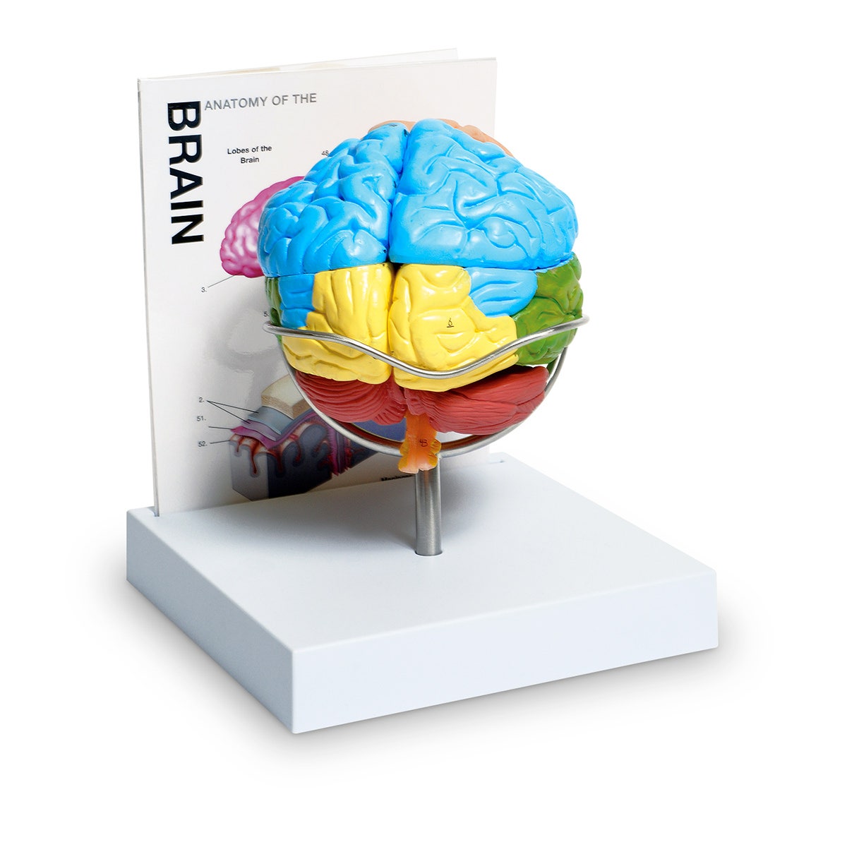 SB51339-Eight-Part Human Brain Model
