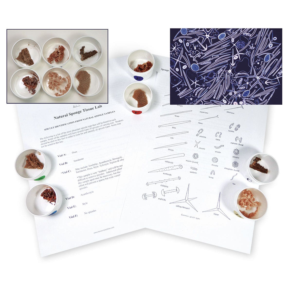 SB51342-Sponge Spicule Lab Activity