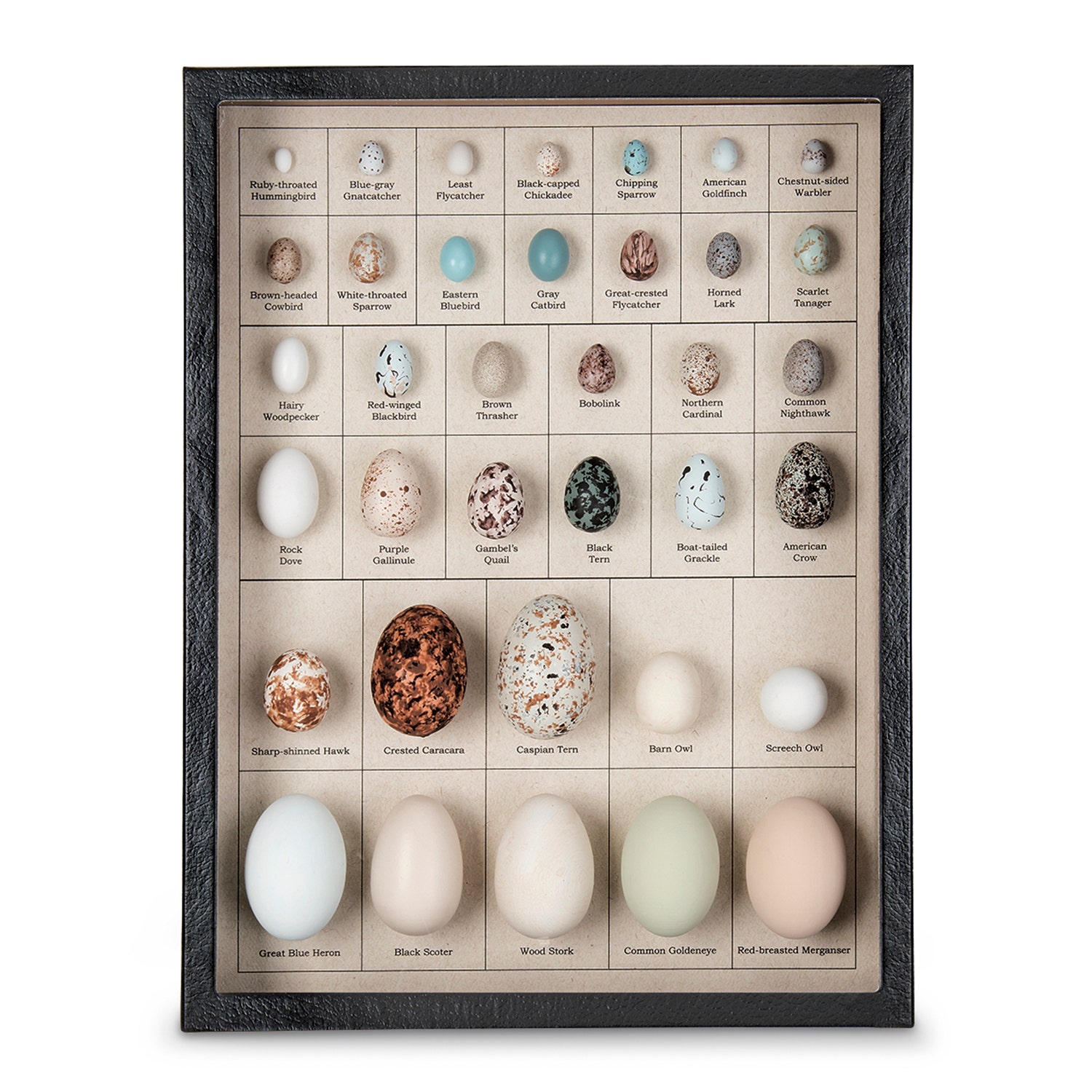 SB51345-Eggs of North American Birds