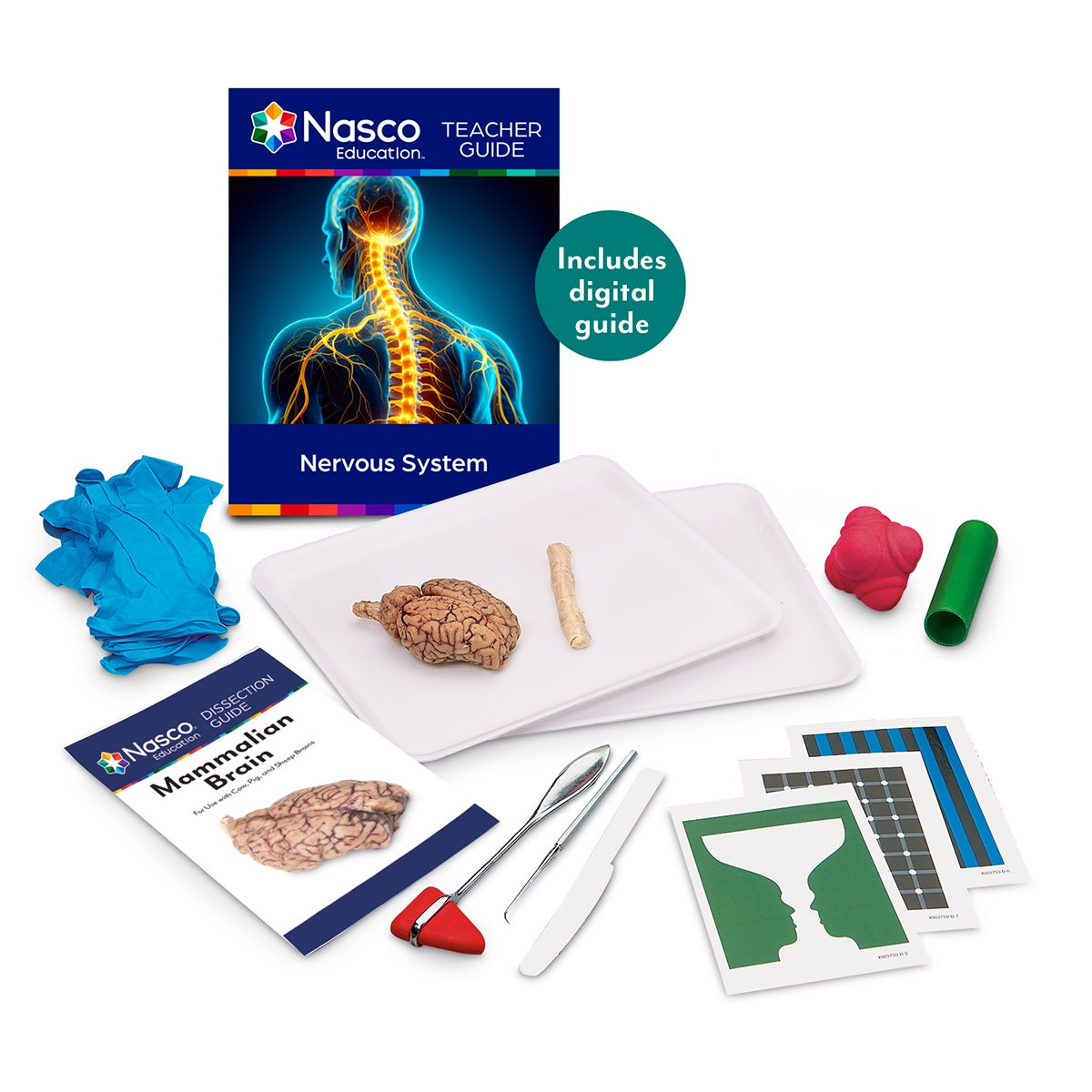 SB51904-The Nervous System Kit