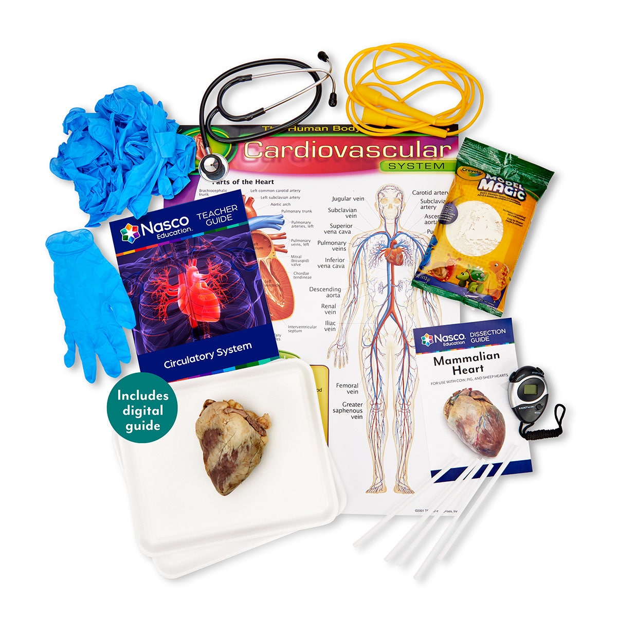 SB51906-The Complex Circulatory System Kit