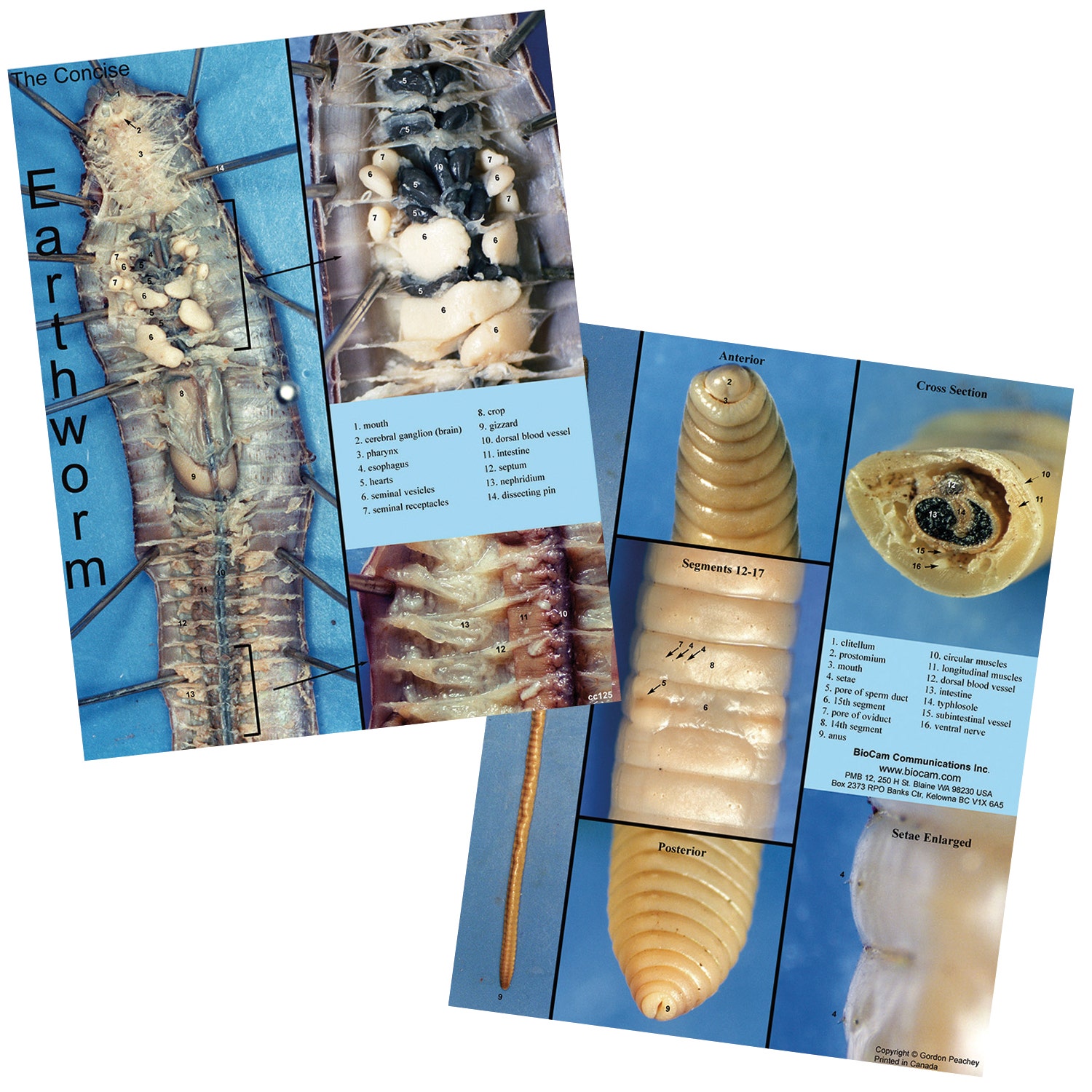 SB51998-Earthworm Dissection Chart