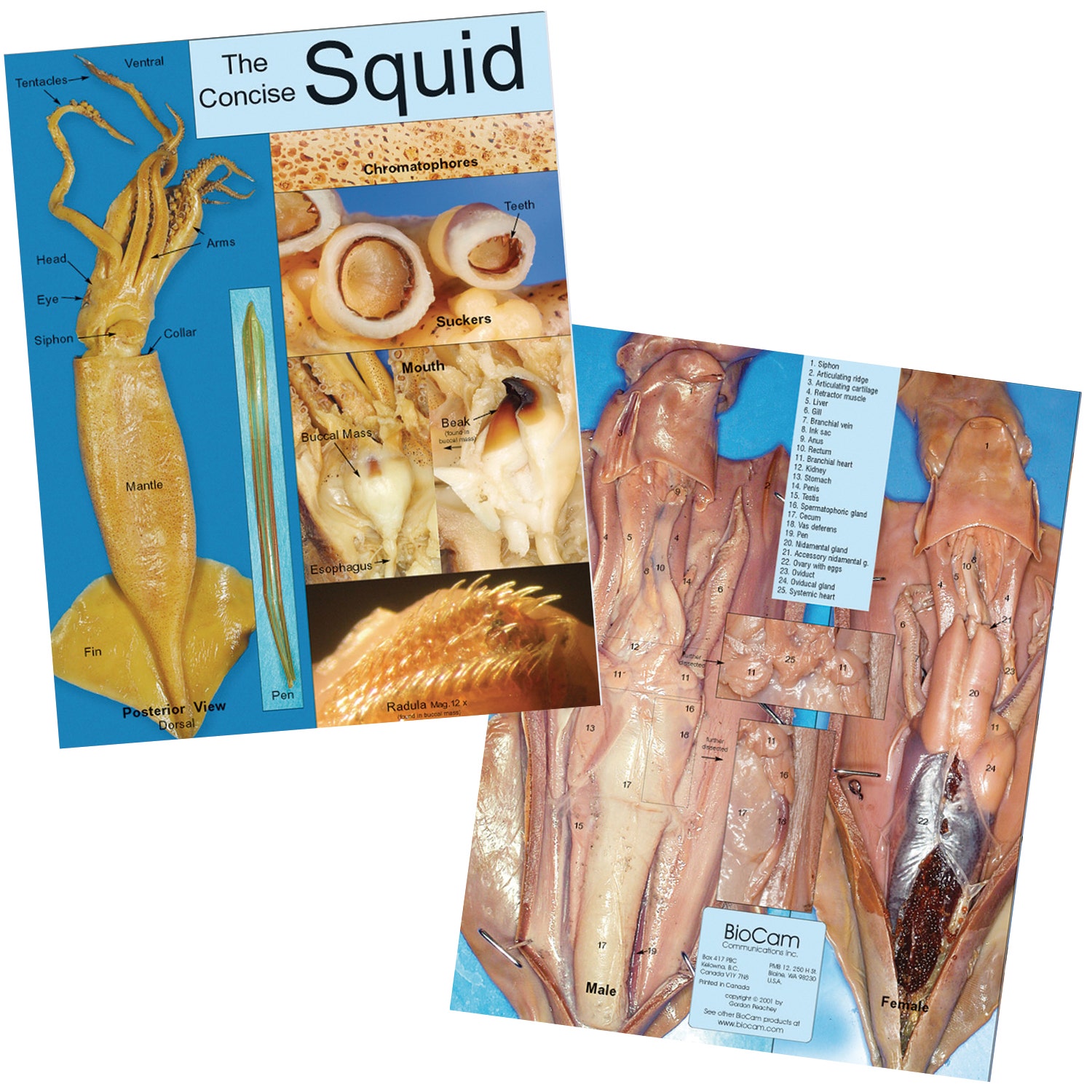 SB51999-Squid Dissection Chart