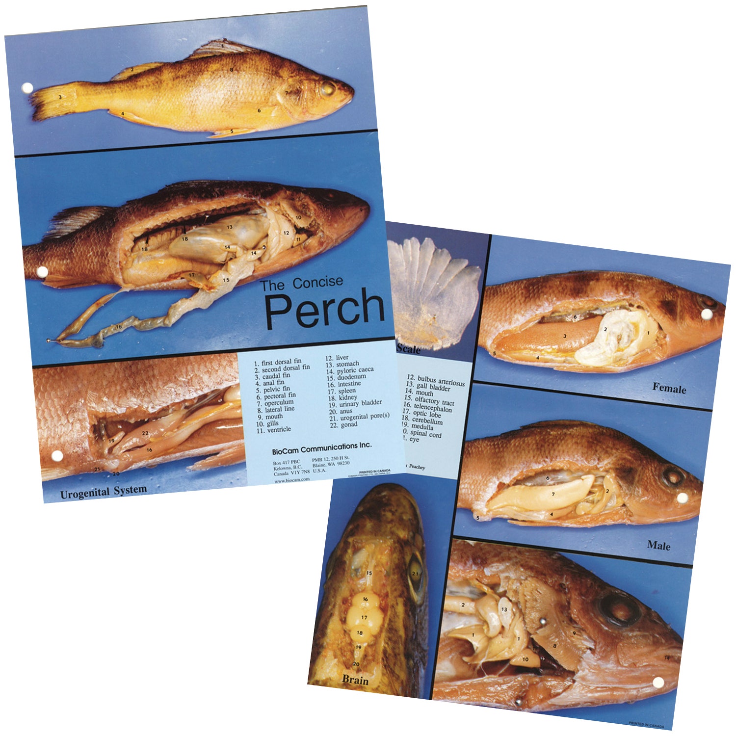 SB52000-Perch Dissection Chart