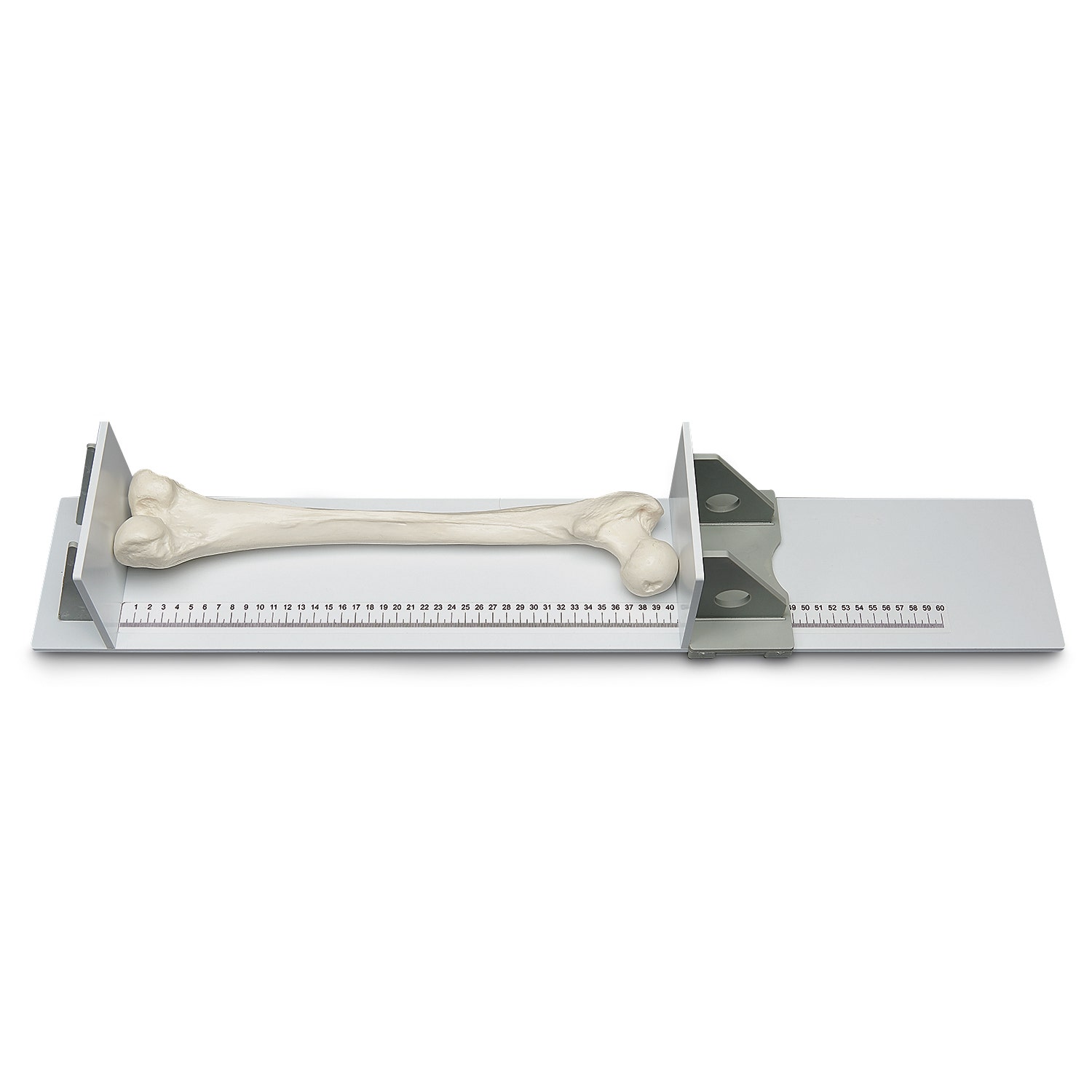 SB52129-Osteometric Board - 60 cm Scale