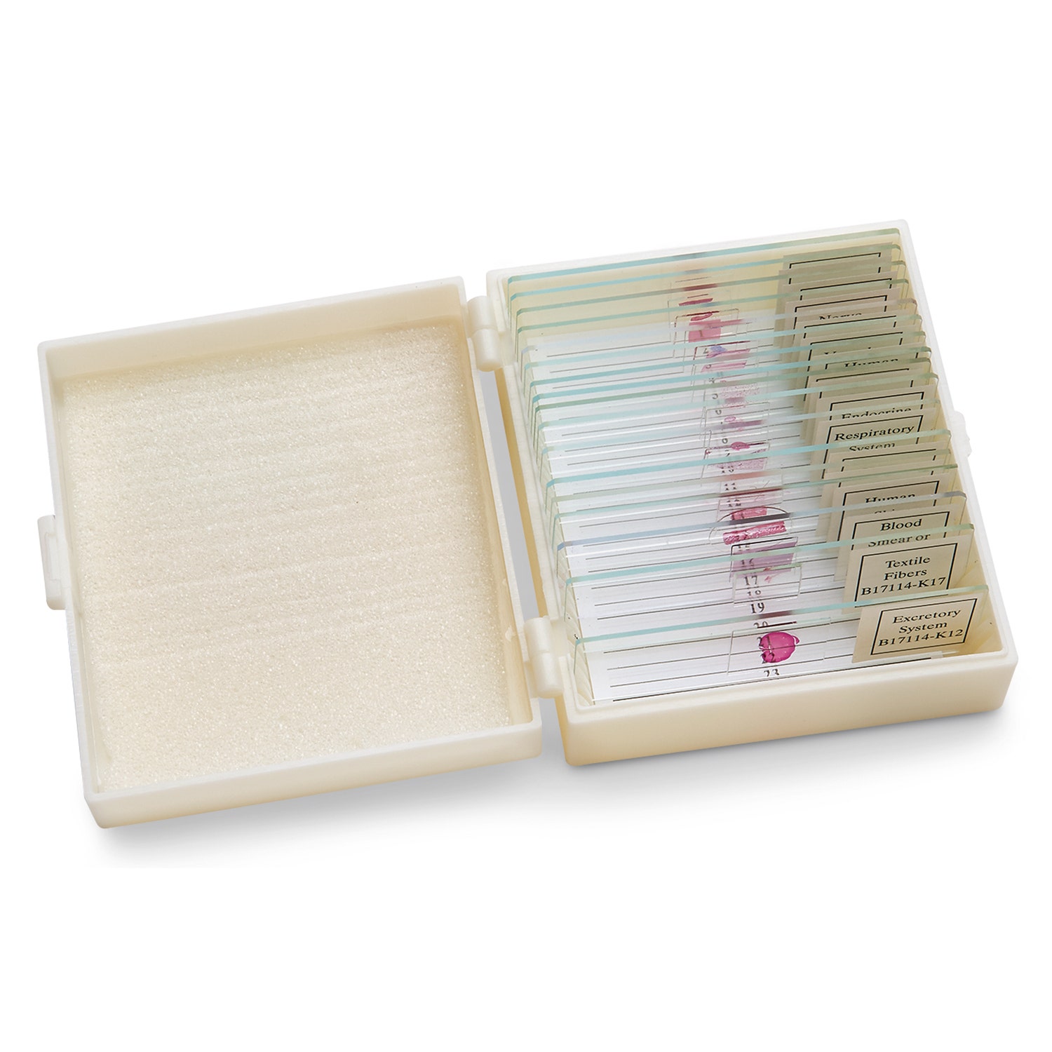 SB52190-Forensic Slides - Set of 17