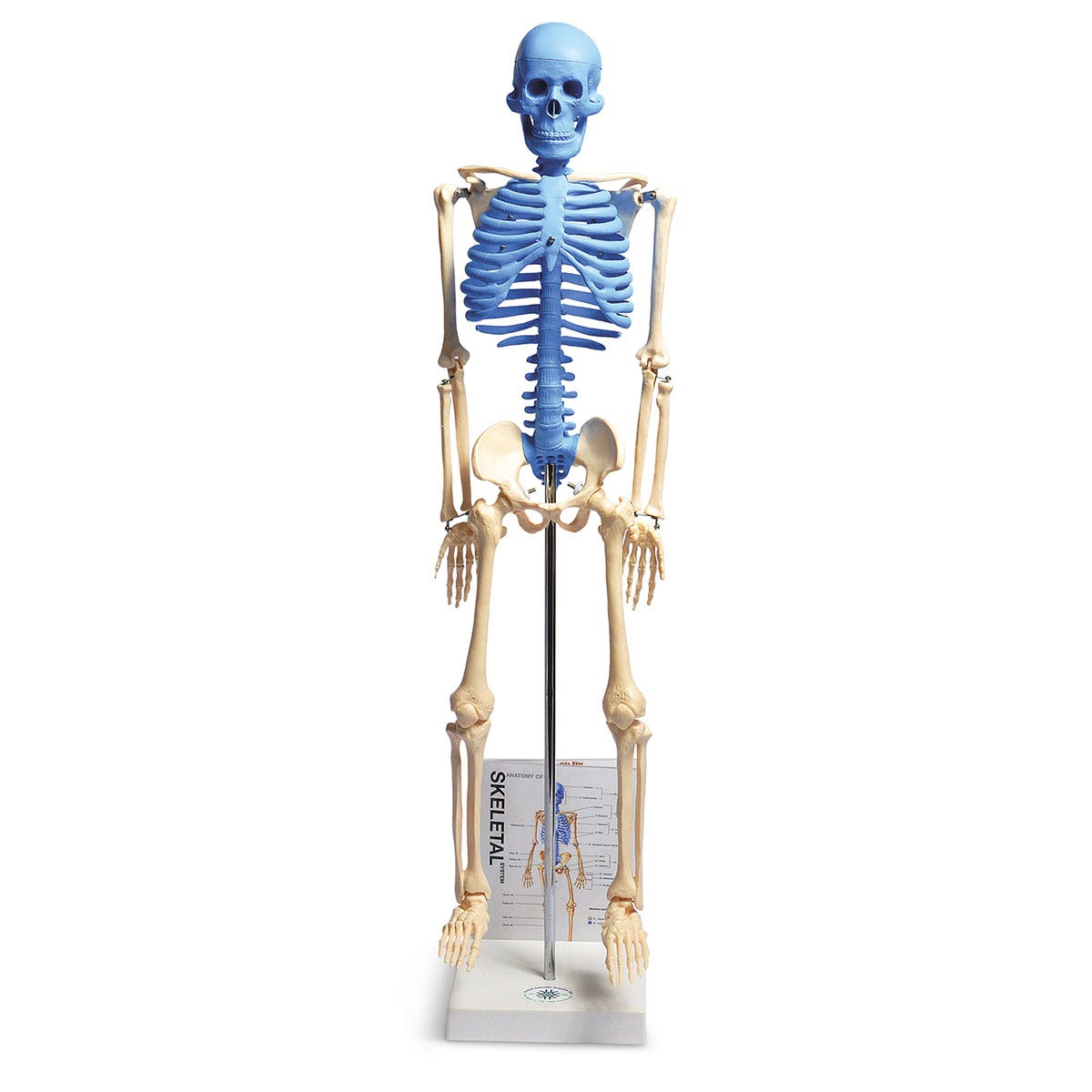 SB52564-Human Skeleton Model with Fold-Out Guide