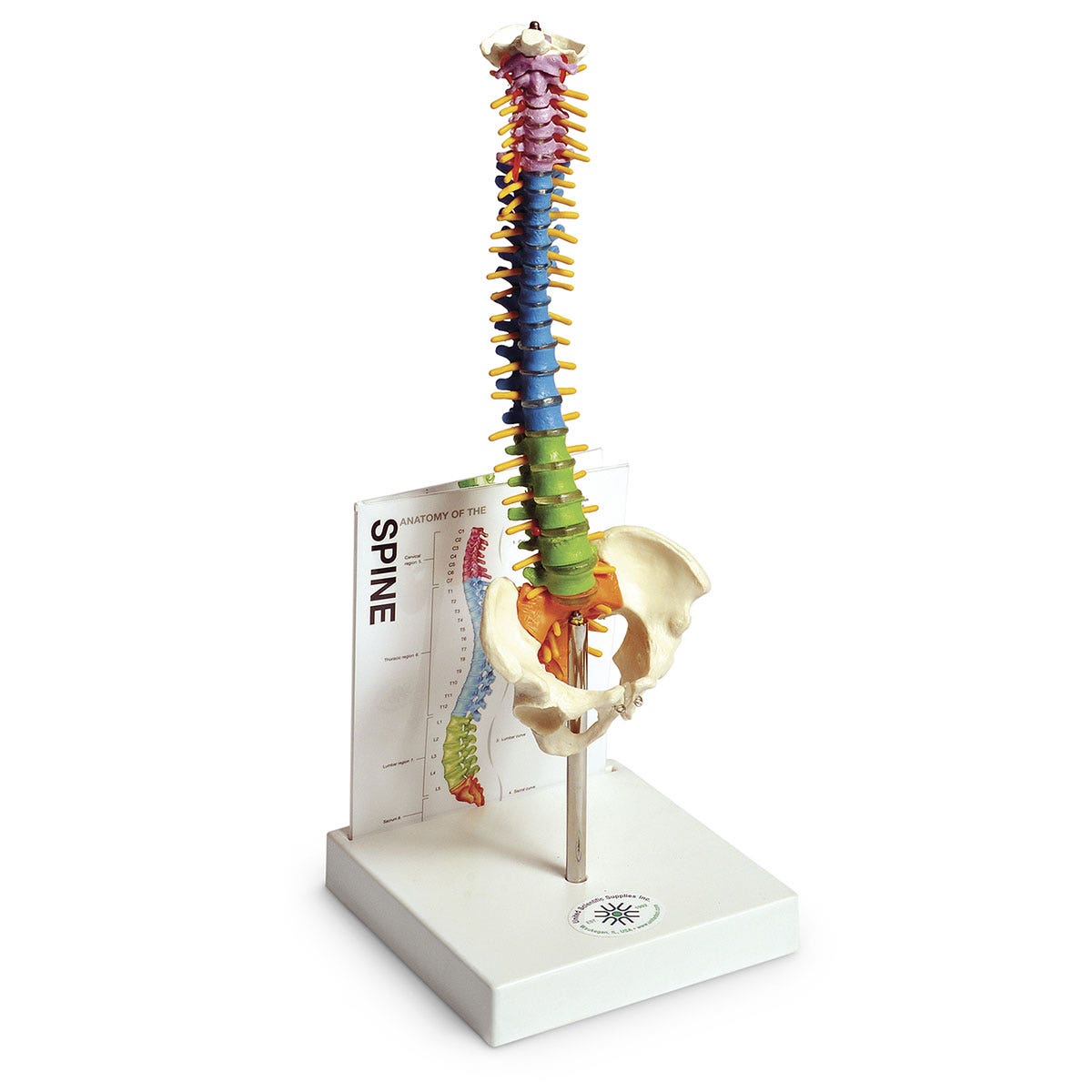 SB52565-Human Small Spine Model with Fold-Out Guide