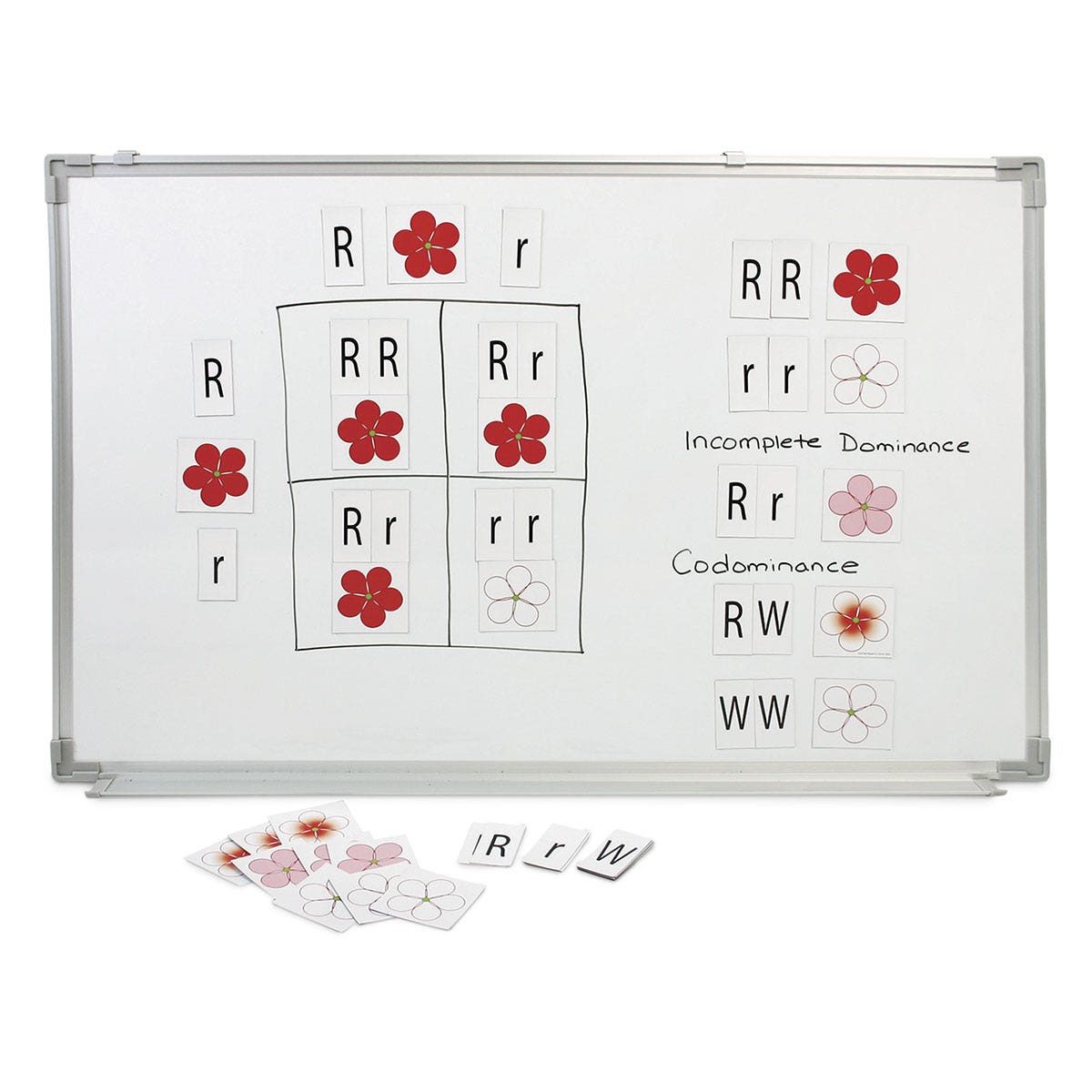 SB53071-Stick to Science - Punnett Squares